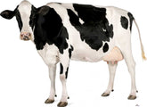 Black and white cow on a white background